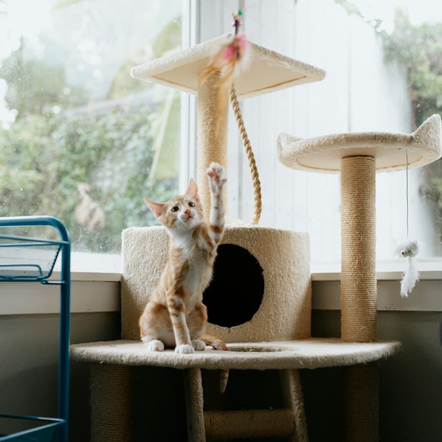 Cat Scratching Post Tower