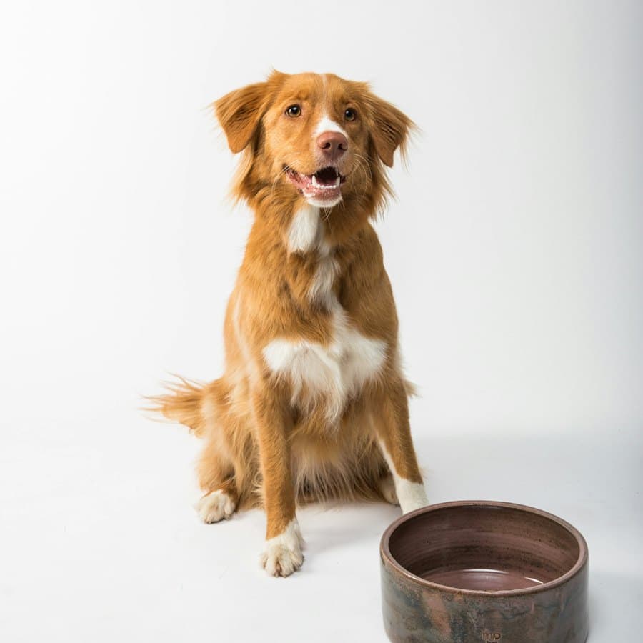 Ceramic Pet Food Bowl